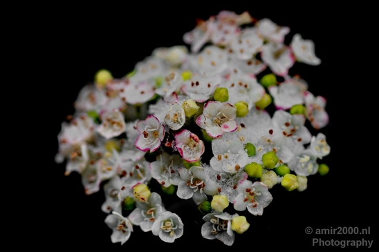Snow_and_ice_nature_macro_winter_Photography_025_Canon_EOS_5D_Mark_IV.JPG