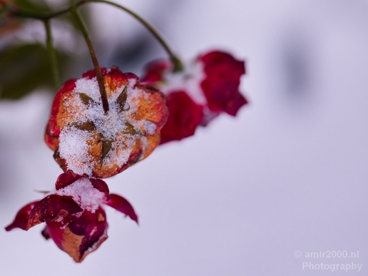 Snow_and_ice_nature_macro_winter_Photography_027_Canon_EOS_5D_Mark_IV.JPG