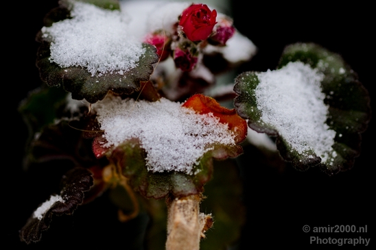 Snow_and_ice_nature_macro_winter_Photography_028_Canon_EOS_5D_Mark_IV.JPG