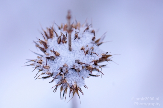 Snow_and_ice_nature_macro_winter_Photography_031_Canon_EOS_5D_Mark_IV.JPG