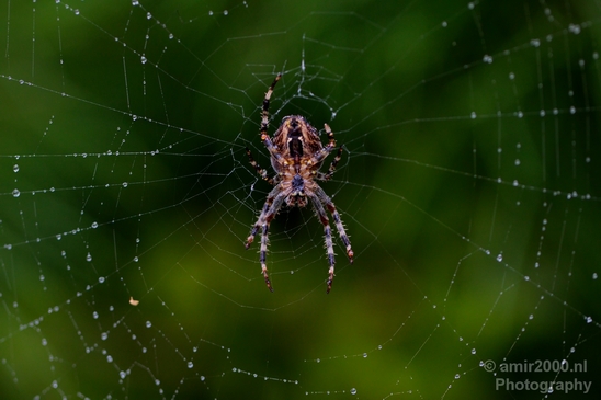 Spider_Cobweb_nature_macro_Photography_001_Canon_EOS_5D_Mark_IV.JPG