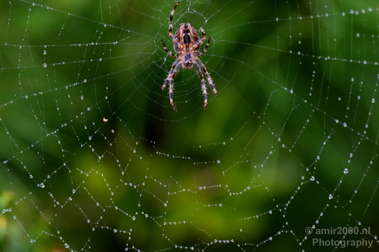 Spider_Cobweb_nature_macro_Photography_003_Canon_EOS_5D_Mark_IV.JPG