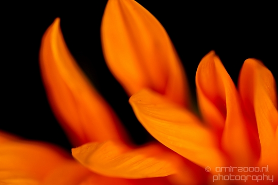 Sunflower_macro_looking_at_flowers_nature_Photography_001_Canon_EOS_5D_Mark_IV.JPG