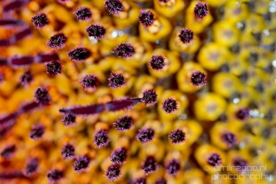 Sunflower_macro_looking_at_flowers_nature_Photography_002_Canon_EOS_5D_Mark_IV.JPG
