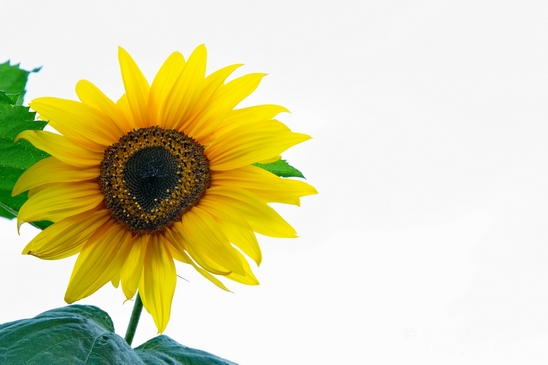 Sunflower_macro_looking_at_flowers_nature_Photography_004_Canon_EOS_5D_Mark_IV.JPG