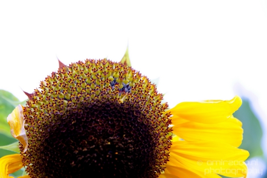 Sunflower_macro_looking_at_flowers_nature_Photography_006_Canon_EOS_5D_Mark_IV.JPG