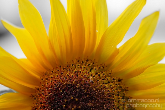 Sunflower_macro_looking_at_flowers_nature_Photography_007_Canon_EOS_5D_Mark_IV.JPG