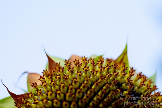 Sunflower_macro_looking_at_flowers_nature_Photography_008_Canon_EOS_5D_Mark_IV.JPG