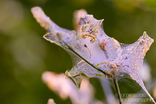 Tent_worms_Eastern_caterpillars_macro_nature_Photography_001_Canon_EOS_5D_Mark_IV.JPG