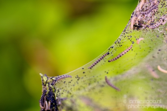 Tent_worms_Eastern_caterpillars_macro_nature_Photography_002_Canon_EOS_5D_Mark_IV.JPG