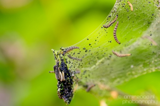 Tent_worms_Eastern_caterpillars_macro_nature_Photography_003_Canon_EOS_5D_Mark_IV.JPG