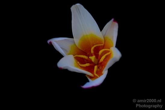 Tulip_macro_looking_at_flowers_nature_spring_Photography_001_Canon_EOS_5D_Mark_IV.JPG