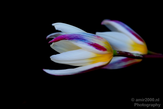 Tulip_macro_looking_at_flowers_nature_spring_Photography_002_Canon_EOS_5D_Mark_IV.JPG