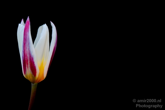 Tulip_macro_looking_at_flowers_nature_spring_Photography_003_Canon_EOS_5D_Mark_IV.JPG