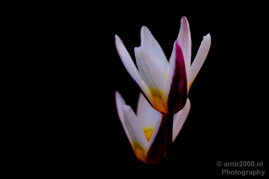 Tulip_macro_looking_at_flowers_nature_spring_Photography_004_Canon_EOS_5D_Mark_IV.JPG