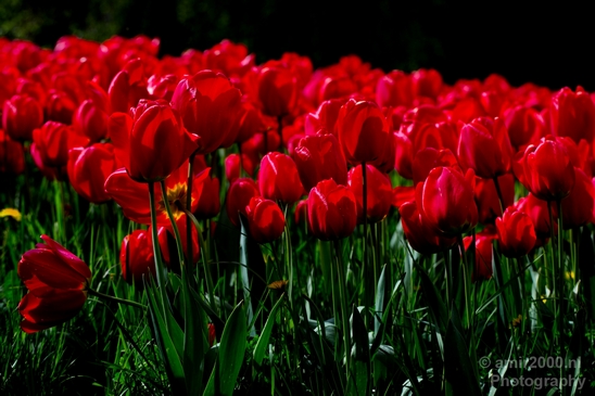 Tulip_macro_looking_at_flowers_nature_spring_Photography_005_Canon_EOS_5D_Mark_IV.JPG