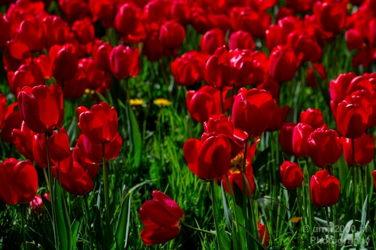 Tulip_macro_looking_at_flowers_nature_spring_Photography_006_Canon_EOS_5D_Mark_IV.JPG