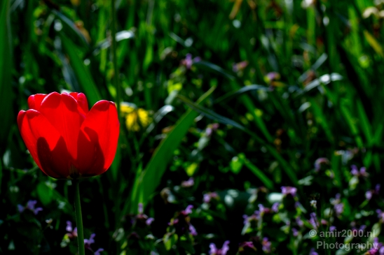 Tulip_macro_looking_at_flowers_nature_spring_Photography_007_Canon_EOS_5D_Mark_IV.JPG