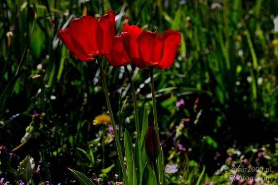 Tulip_macro_looking_at_flowers_nature_spring_Photography_008_Canon_EOS_5D_Mark_IV.JPG