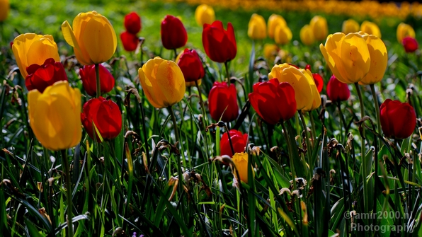 Tulip_macro_looking_at_flowers_nature_spring_Photography_009_Canon_EOS_5D_Mark_IV.JPG