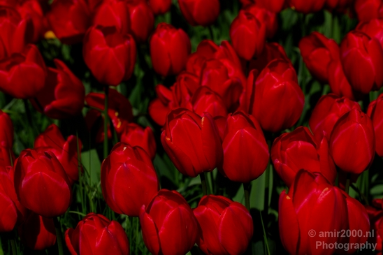 Tulip_macro_looking_at_flowers_nature_spring_Photography_010_Canon_EOS_5D_Mark_IV.JPG