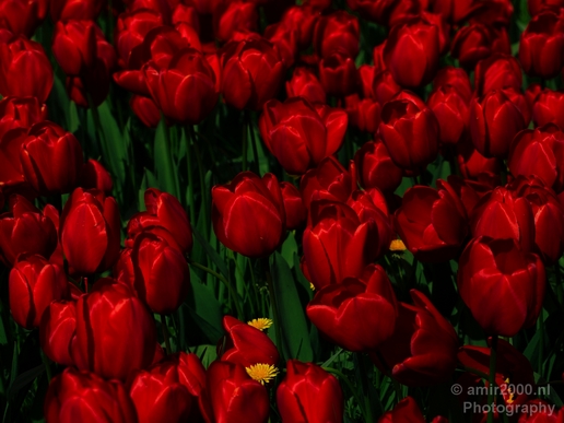 Tulip_macro_looking_at_flowers_nature_spring_Photography_011_Canon_EOS_5D_Mark_IV.JPG