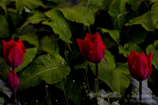 Tulip_macro_looking_at_flowers_nature_spring_Photography_012_Canon_EOS_5D_Mark_IV.JPG