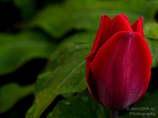 Tulip_macro_looking_at_flowers_nature_spring_Photography_013_Canon_EOS_5D_Mark_IV.JPG