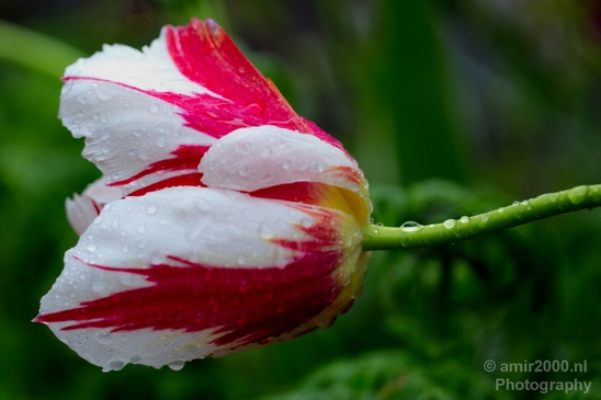 Tulip_macro_looking_at_flowers_nature_spring_Photography_014_Canon_EOS_5D_Mark_IV.JPG
