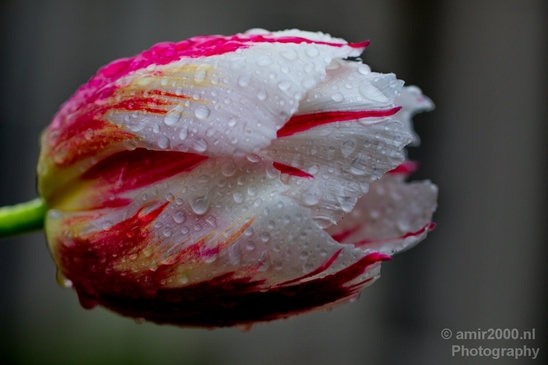 Tulip_macro_looking_at_flowers_nature_spring_Photography_015_Canon_EOS_5D_Mark_IV.JPG