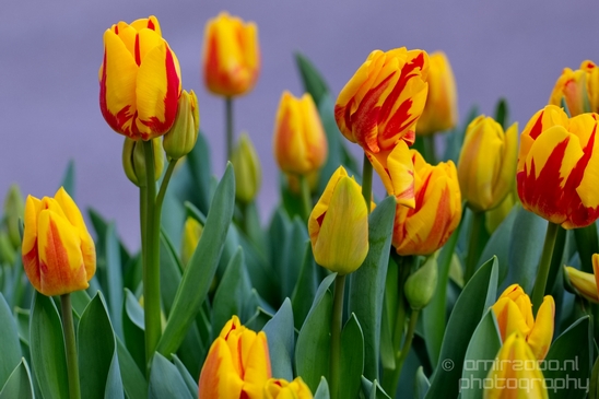 Tulip_macro_looking_at_flowers_nature_spring_Photography_016_Canon_EOS_5D_Mark_IV.JPG