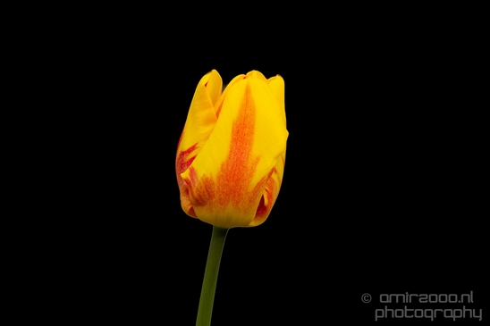 Tulip_macro_looking_at_flowers_nature_spring_Photography_017_Canon_EOS_5D_Mark_IV.JPG