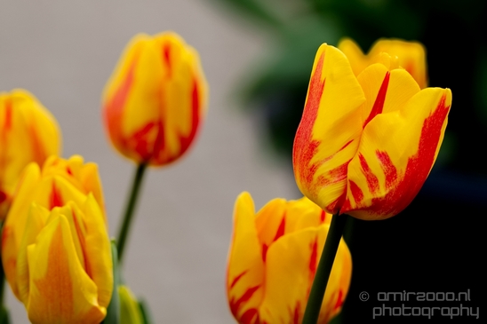 Tulip_macro_looking_at_flowers_nature_spring_Photography_018_Canon_EOS_5D_Mark_IV.JPG