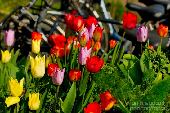 Tulip_macro_looking_at_flowers_nature_spring_Photography_019_Canon_EOS_5D_Mark_IV.JPG