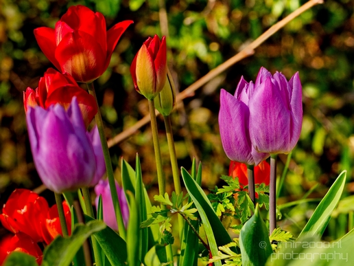 Tulip_macro_looking_at_flowers_nature_spring_Photography_020_Canon_EOS_5D_Mark_IV.JPG