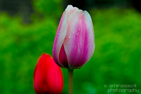 Tulip_macro_looking_at_flowers_nature_spring_Photography_021_Canon_EOS_5D_Mark_IV.JPG