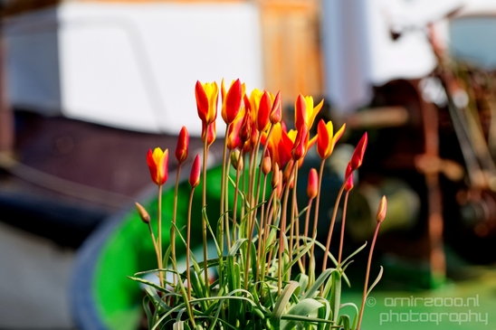 Tulip_macro_looking_at_flowers_nature_spring_Photography_022_Canon_EOS_5D_Mark_IV.JPG