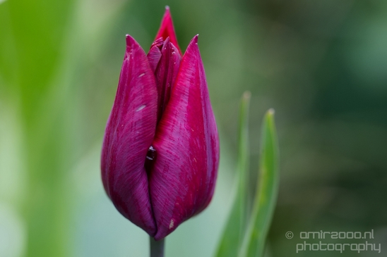 Tulip_macro_looking_at_flowers_nature_spring_Photography_023_Canon_EOS_5D_Mark_IV.JPG