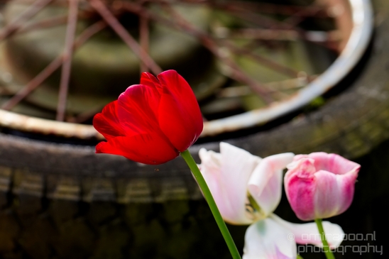 Tulip_macro_looking_at_flowers_nature_spring_Photography_025_Canon_EOS_5D_Mark_IV.JPG