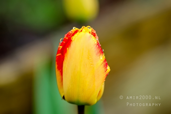Tulip_macro_looking_at_flowers_nature_spring_Photography_030_Canon_EOS_5D_Mark_IV.JPG