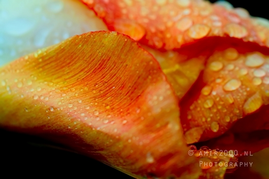 Tulip_macro_looking_at_flowers_nature_spring_Photography_031_Canon_EOS_5D_Mark_IV.JPG