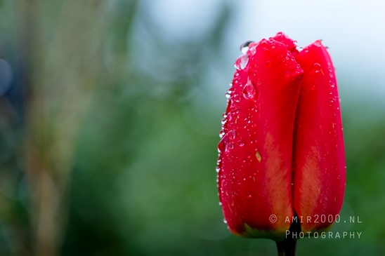 Tulip_macro_looking_at_flowers_nature_spring_Photography_032_Canon_EOS_5D_Mark_IV.JPG