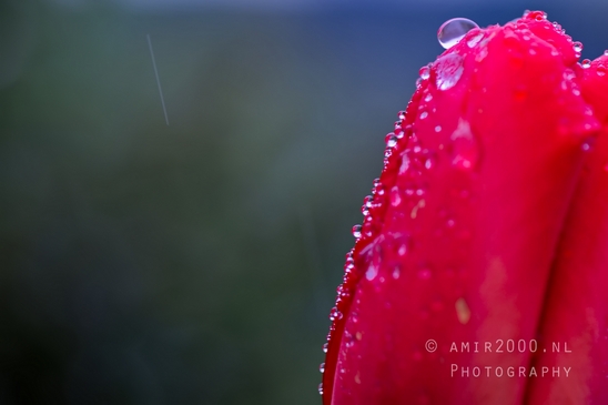 Tulip_macro_looking_at_flowers_nature_spring_Photography_033_Canon_EOS_5D_Mark_IV.JPG