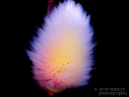 Willow_catkin_wilgenkatje_macro_nature_Photography_001_Canon_EOS_5D_Mark_IV.JPG