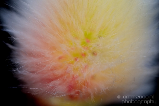 Willow_catkin_wilgenkatje_macro_nature_Photography_002_Canon_EOS_5D_Mark_IV.JPG