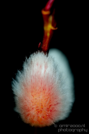 Willow_catkin_wilgenkatje_macro_nature_Photography_003_Canon_EOS_5D_Mark_IV.JPG