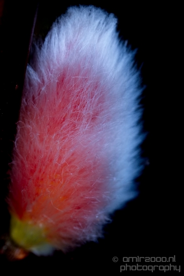 Willow_catkin_wilgenkatje_macro_nature_Photography_004_Canon_EOS_5D_Mark_IV.JPG