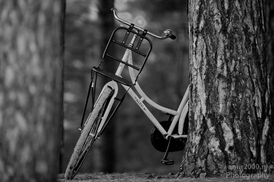 Bicycle_in_the_woods_Oosterplas_Bloemendaal_Miscellaneous_Photography_001_Canon_EOS_5D_Mark_IV.JPG