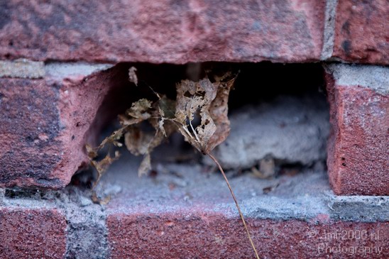 Dry_leaf_in_stone_wall_Miscellaneous_Photography_001_Canon_EOS_5D_Mark_IV.JPG