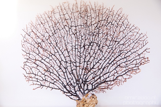 Dry_sea_fan_coral_Patterns_miscellaneous_General_Photography_Collection_001_Canon_EOS_5D_Mark_IV.JPG